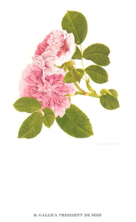 Old Garden Roses (Book) For Sale 4