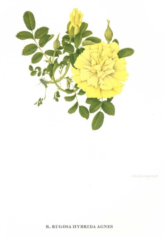 Old Garden Roses (Book) In Good Condition For Sale In North Yorkshire, GB