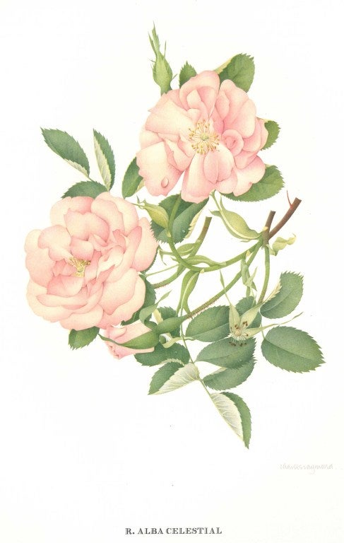 20th Century Old Garden Roses (Book) For Sale