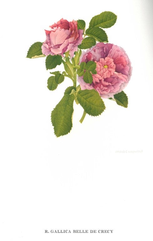Old Garden Roses (Book) For Sale 1