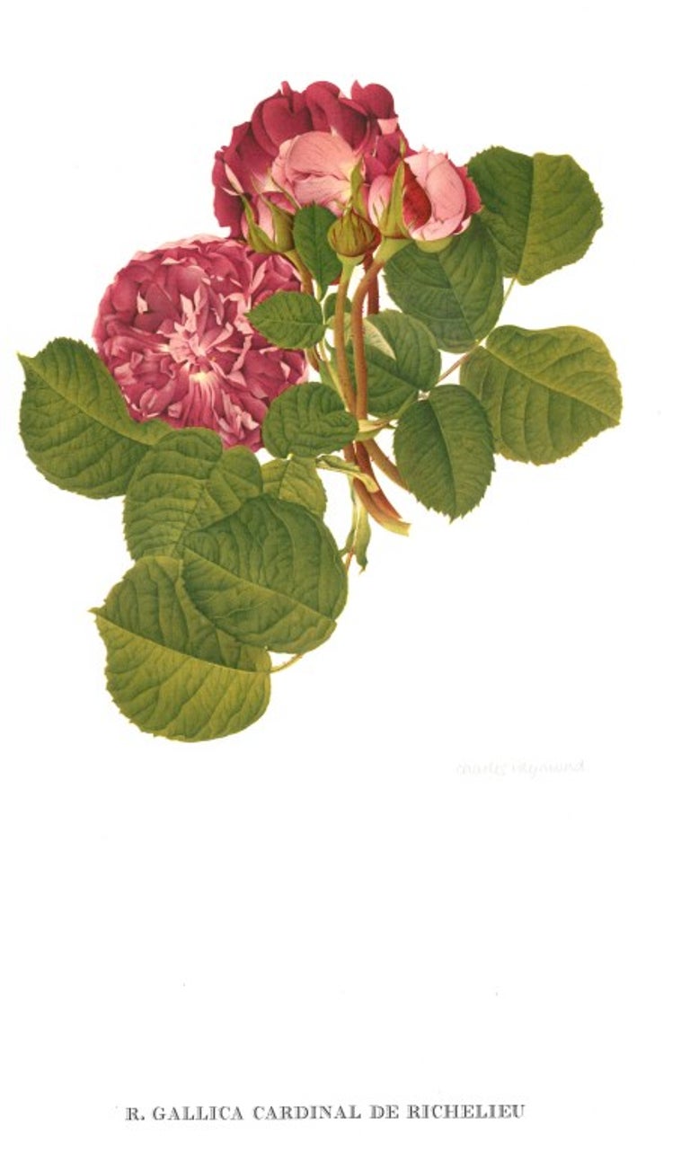 Old Garden Roses '2 Volume Set' Books For Sale at 1stDibs