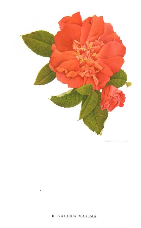 Old Garden Roses (Book) For Sale 3
