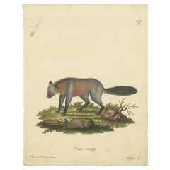 Old German Engraving of the Canis Cruciger: The Cross-Bearing Canine, 1774