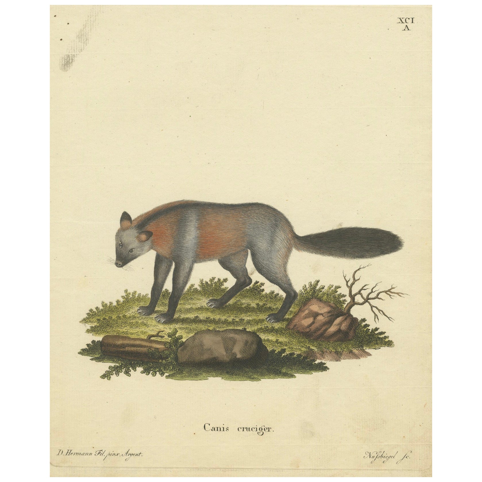 Antiguo grabado alemán del Canis Cruciger: El Canino Cruciforme, 1774 en venta