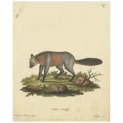 Ancienne gravure allemande du canis Cruciger : Le canin portant une croix, 1774