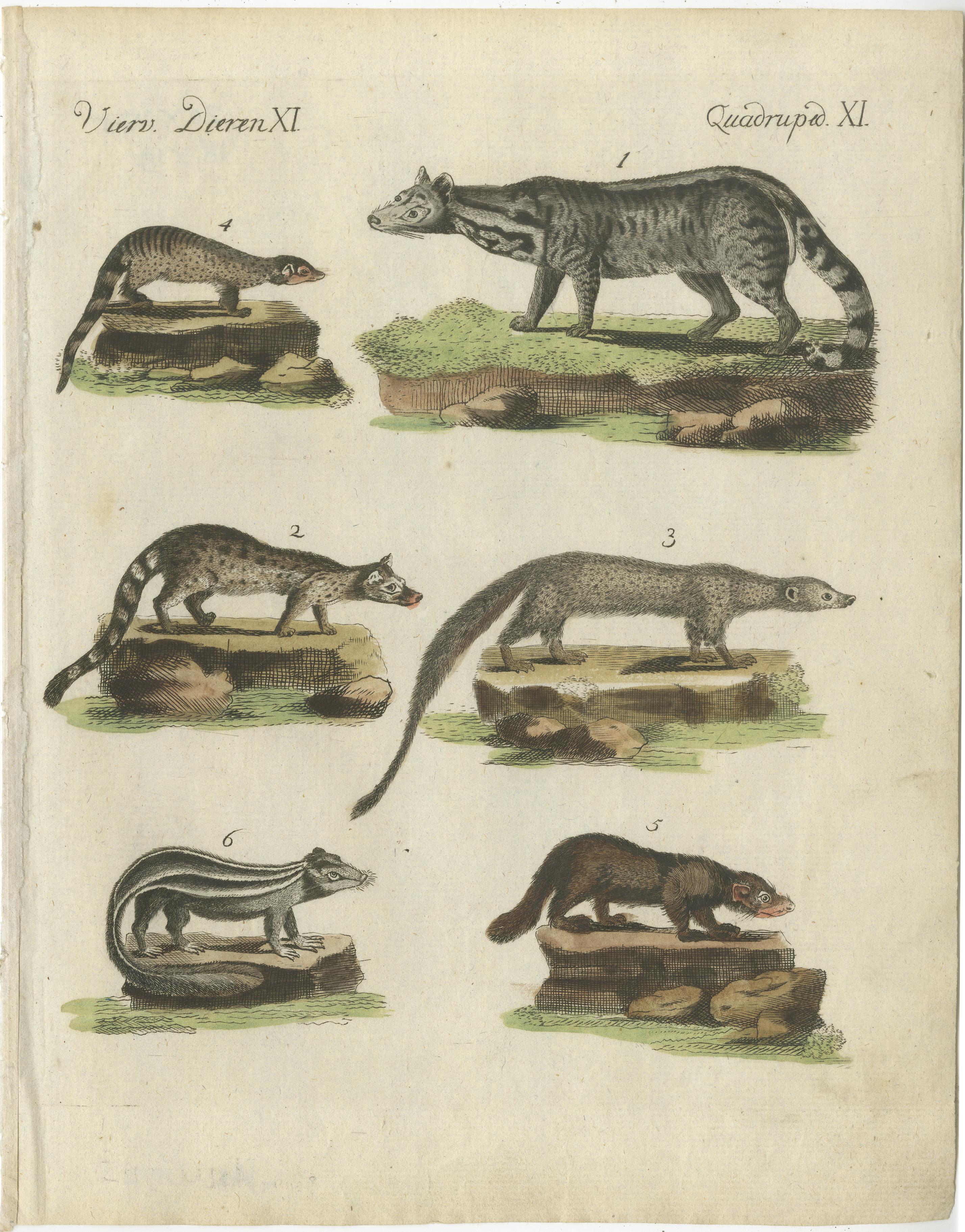 Grabado original antiguo de una jineta y mofetas. Esta estampa grabada procede de una obra holandesa desconocida muy rara. Las láminas son similares a las de la famosa obra alemana: 