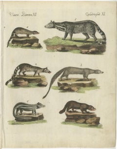 Old Hand-Colored Antique Print of a Civet and Skunks, Published in circa 1820