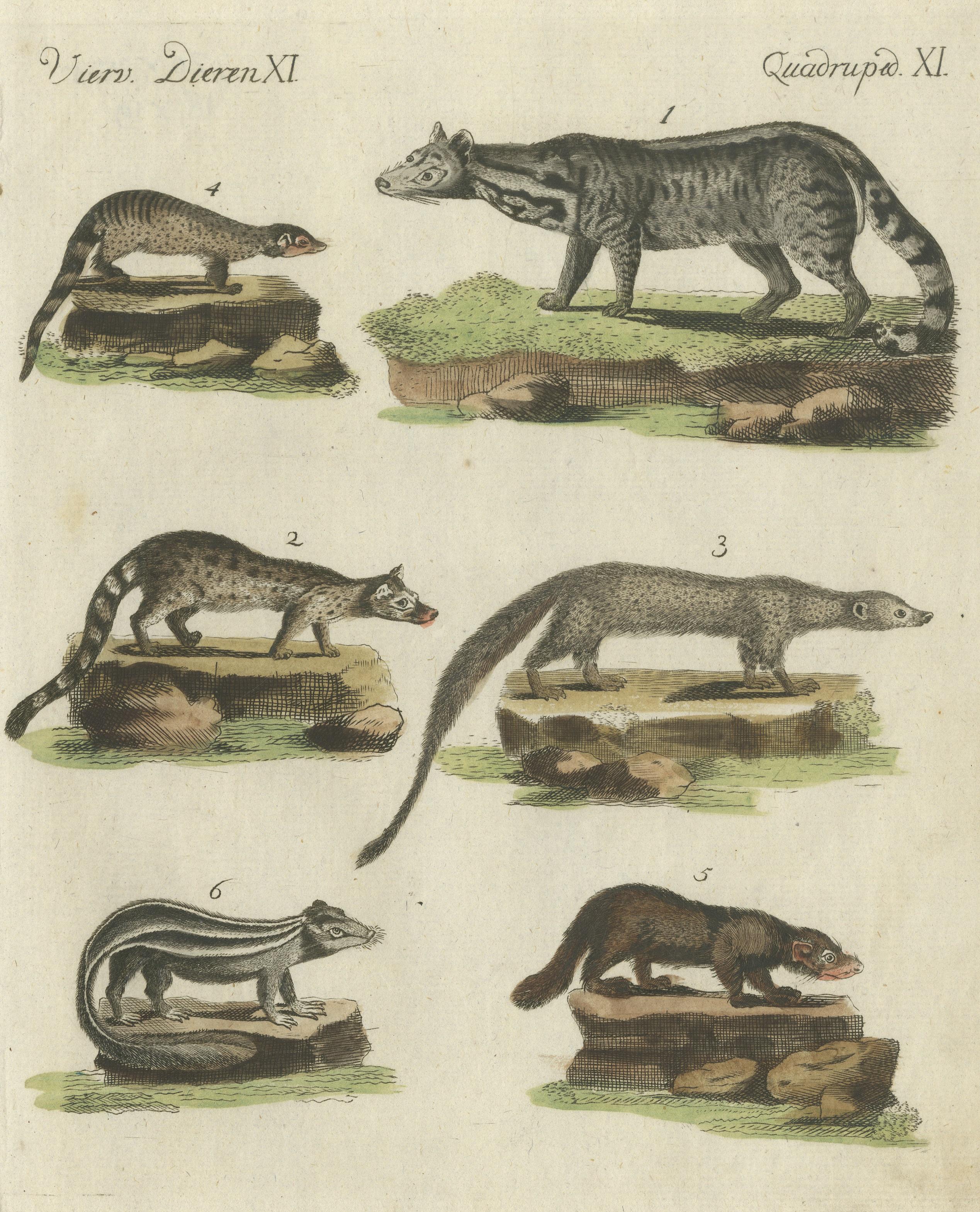 Engraved Old Hand-Colored Antique Print of a Civet and Skunks, Published in circa 1820 For Sale