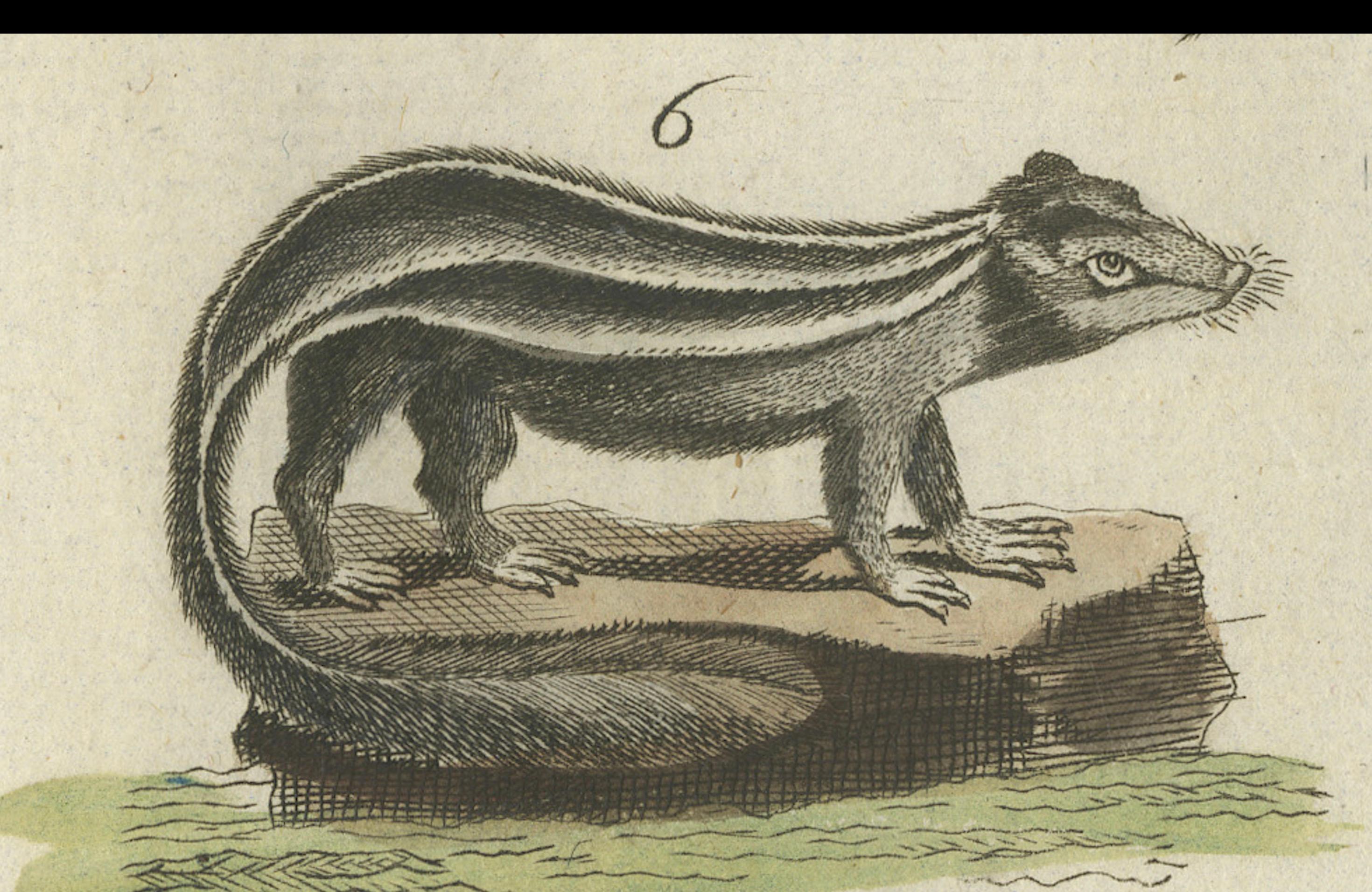 Old Hand-Colored Antique Print of a Civet and Skunks, Published in circa 1820 In Good Condition For Sale In Langweer, NL