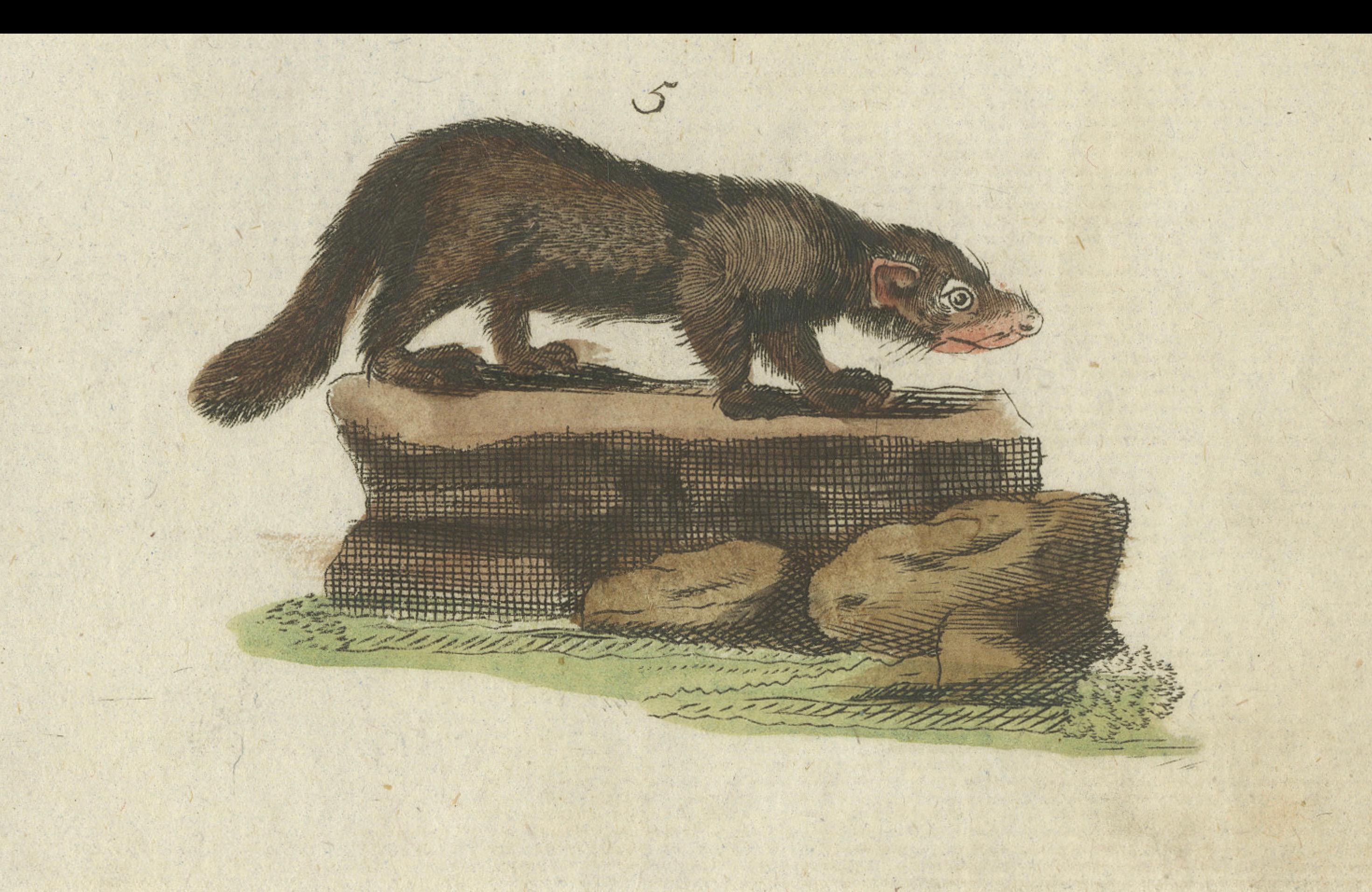 19th Century Old Hand-Colored Antique Print of a Civet and Skunks, Published in circa 1820 For Sale