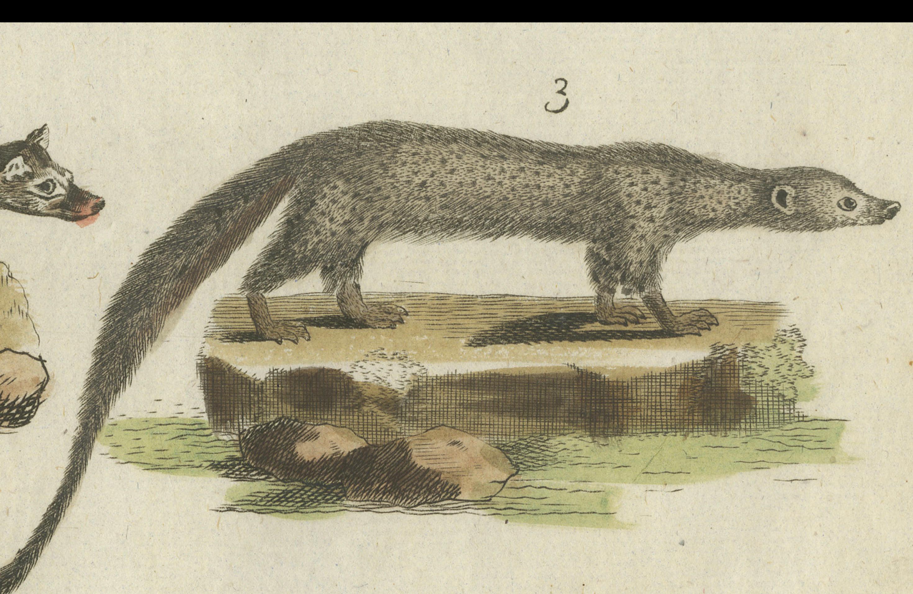 Paper Old Hand-Colored Antique Print of a Civet and Skunks, Published in circa 1820 For Sale