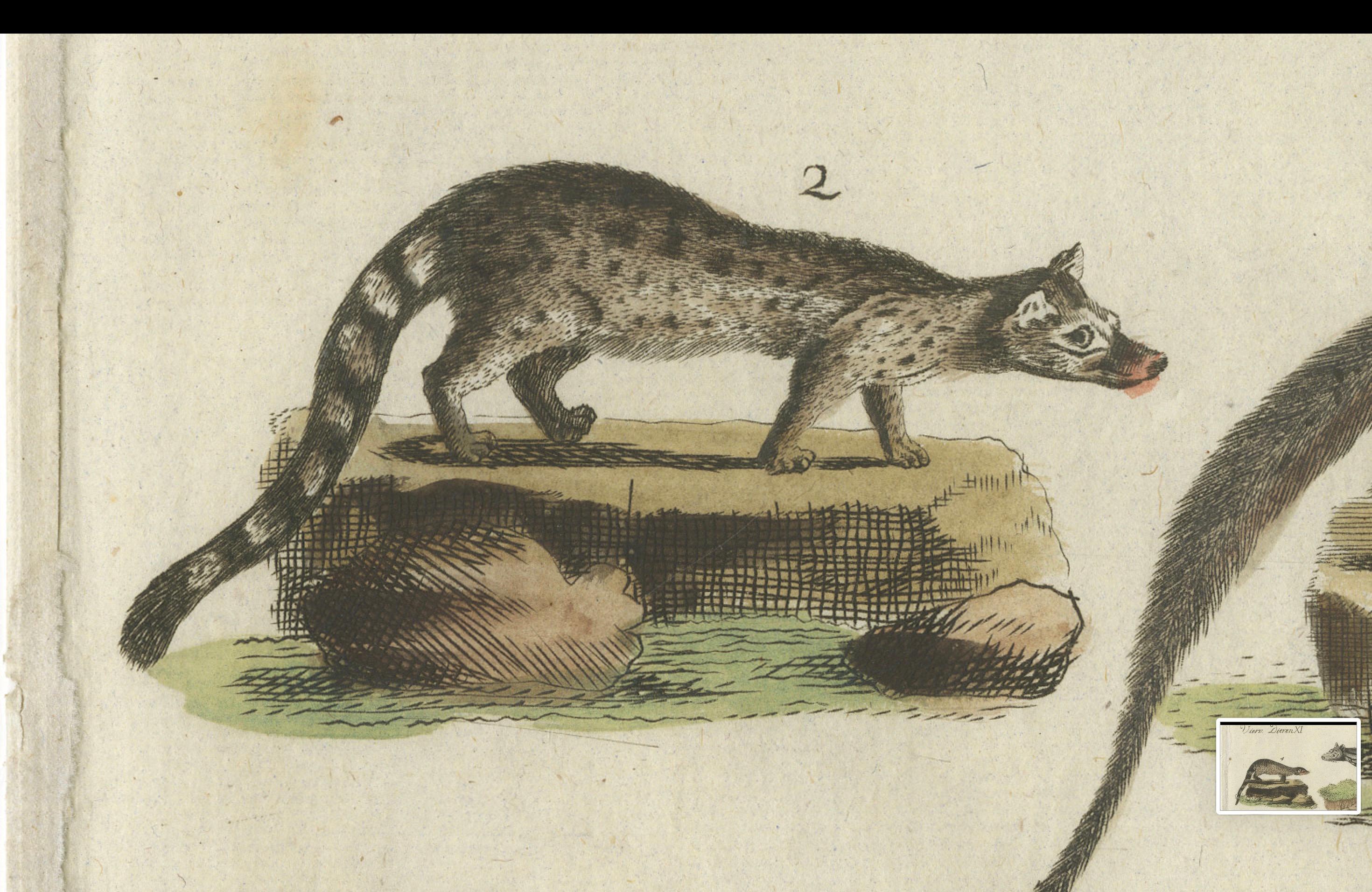 Old Hand-Colored Antique Print of a Civet and Skunks, Published in circa 1820 For Sale 1