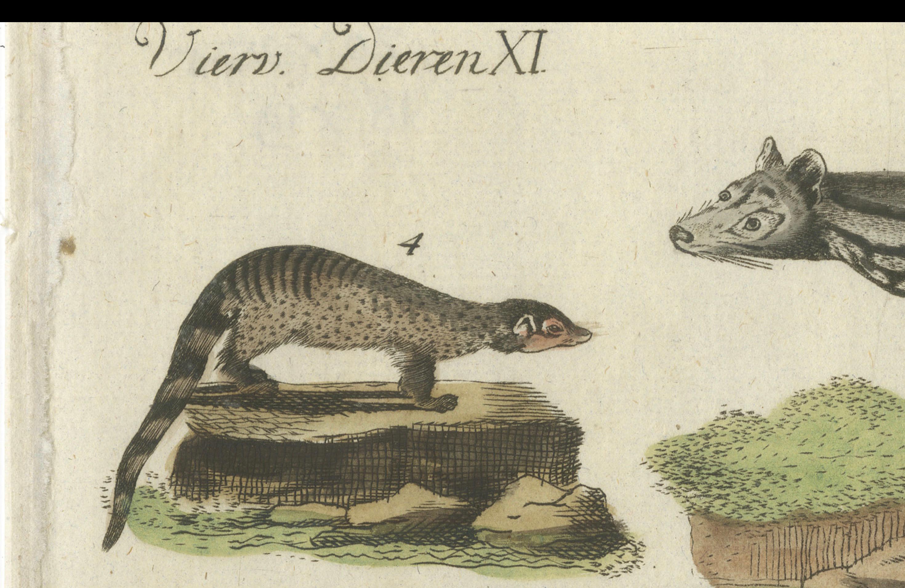 Old Hand-Colored Antique Print of a Civet and Skunks, Published in circa 1820 For Sale 2
