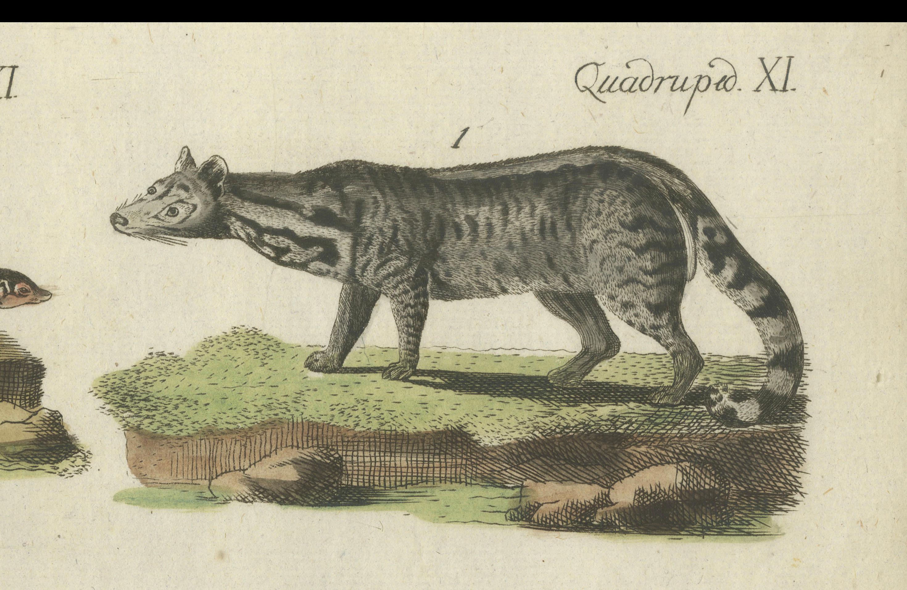 Old Hand-Colored Antique Print of a Civet and Skunks, Published in circa 1820 For Sale 3