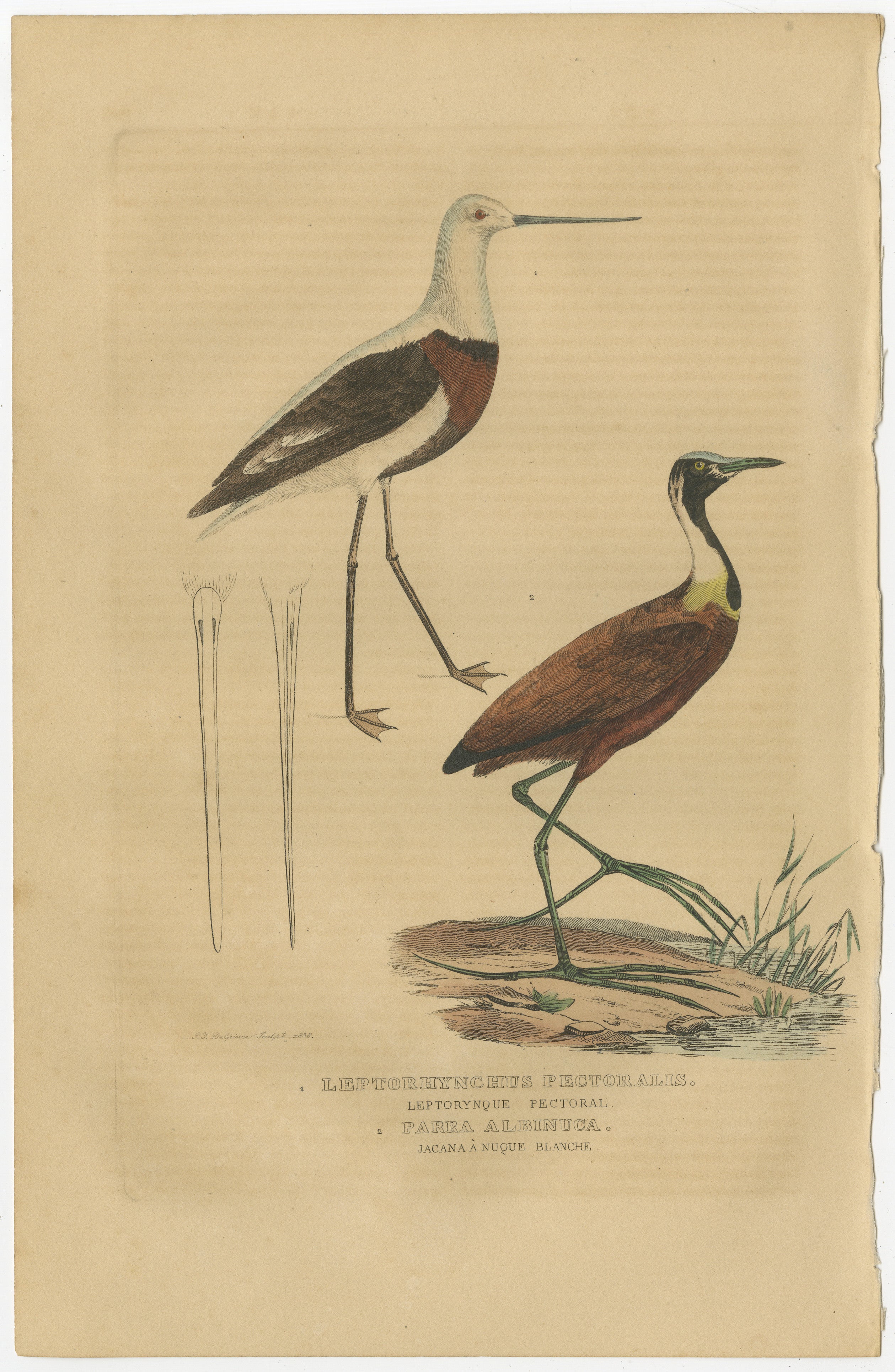 Title: ‘1. LEPTORHYNCHUS PECTORALIS – LEPTORYNQUE PECTORAL, 2. PARRA ALBINUCA – JACANA A NUQUE BLANCHE.’
– (1. Banded Stilt, 2. Madagascar Jacana.)

Engraving with original hand colouring, heightened with arabic gum on wove (vellin) paper.

An