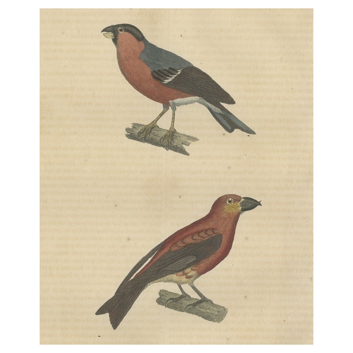 Ancienne gravure d'oiseau coloriée à la main d'un bouvreuil et d'un bec-croisé des sapins, 1845