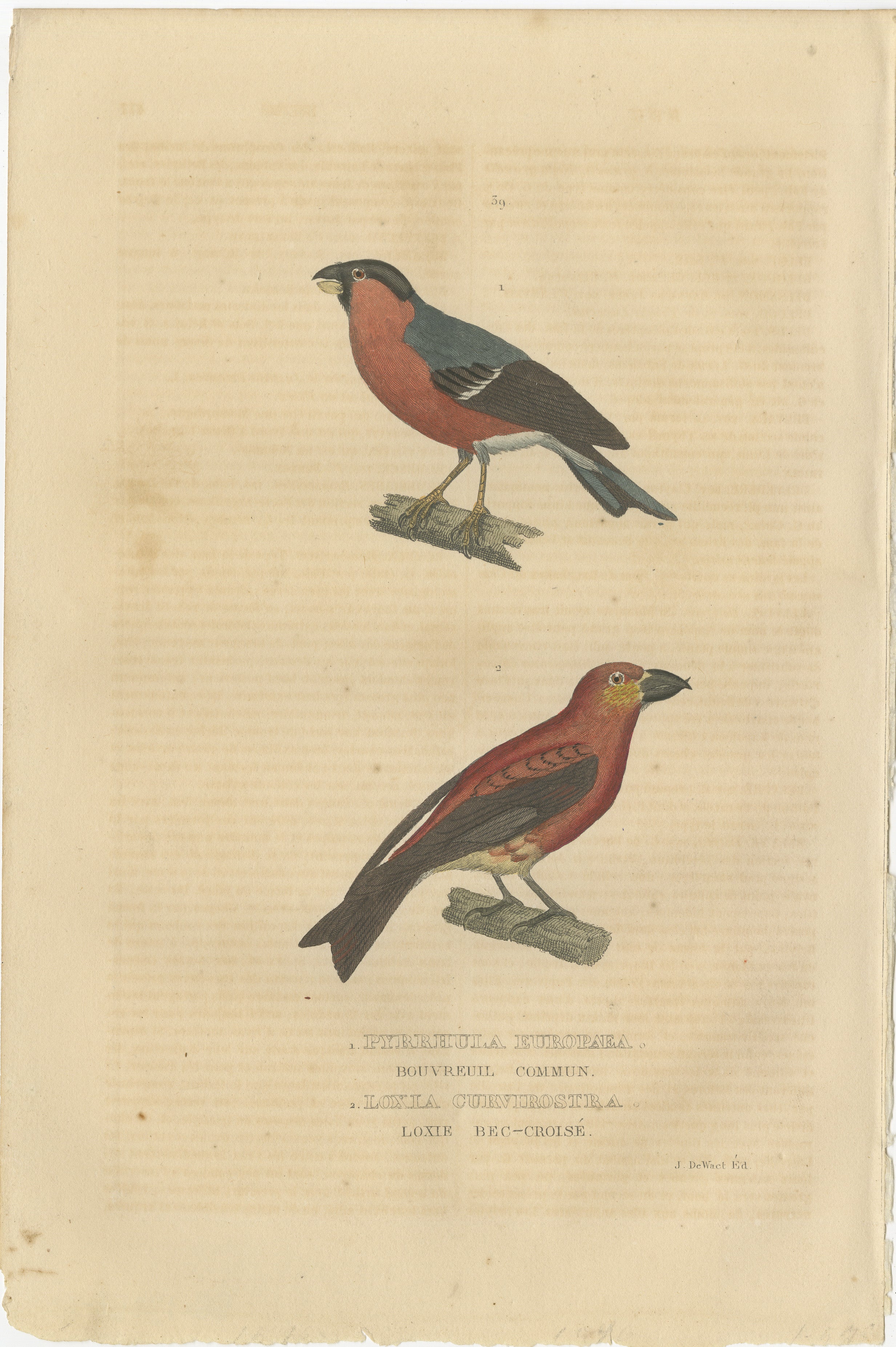 Title: ‘1. CAILLE NATTEE (MALE), 2. PERDRIX ROUGE.’

– Translated: 1. Quail (male), 2. Red-legged Partridge, Partridges and Quails are ground-nesting seed-eaters.

Made by F.J. Desmares after Pierre Auguste Joseph Drapiez (1778-1856).

Engraving