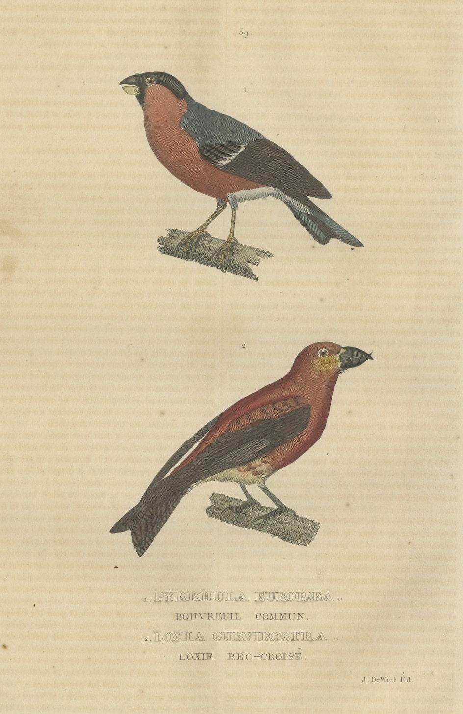 Old Hand-Colored Bird Print of a Bullfinch and a Common Crossbill, 1845 In Good Condition For Sale In Langweer, NL