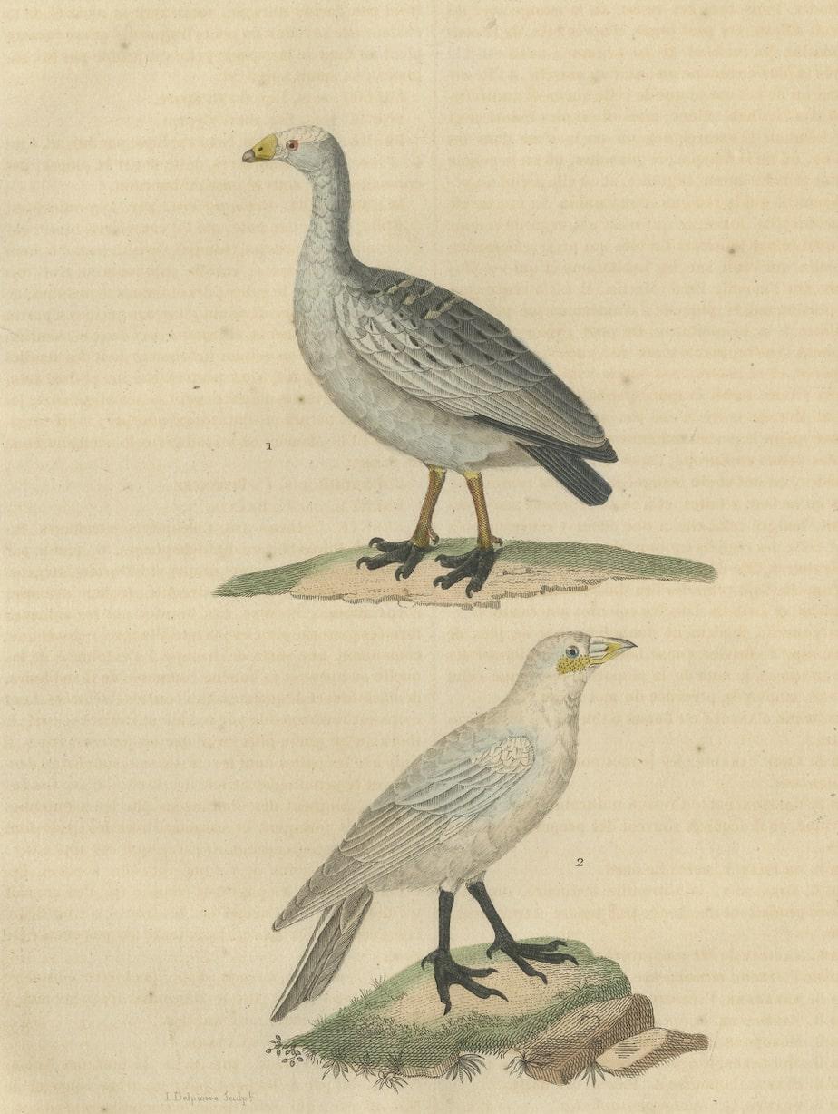 Cape Barren goose, Cereopsis novaehollandiae, and Snowy Sheathbill, Chionis albus. Handcoloured copperplate stipple engraving from Dumont de Sainte-Croix's 