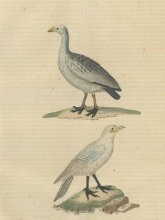 Old Hand-Colored Bird Print of the Cape Barren Goose and the Snowy Sheathbill