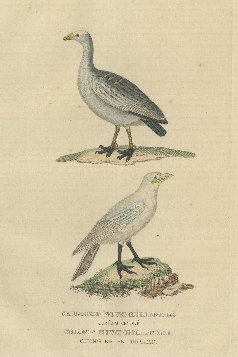 Old Hand-Colored Bird Print of the Cape Barren Goose and the Snowy Sheathbill In Good Condition For Sale In Langweer, NL