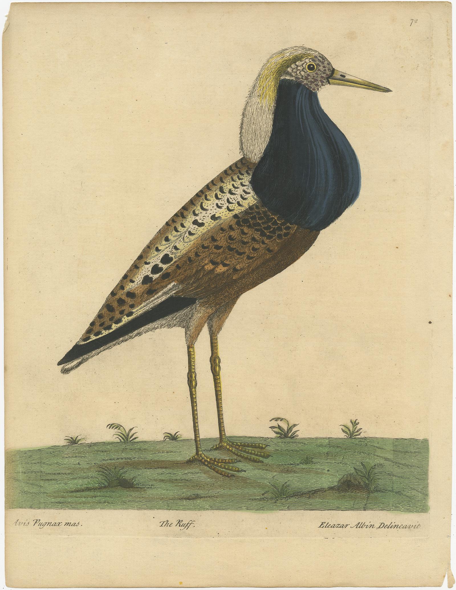 Description: Antique print titled 'Avis pugnax mas'. Old bird print of the male ruff bird (Calidris pugnax), amedium-sized wading bird that breeds in marshes and wet meadows across northern Eurasia . This highly gregarious sandpiper is migratory and