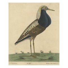 Old Hand-Colored Bird Print of the Male Ruff Wading Bird, a Sandpiper, ca.1738