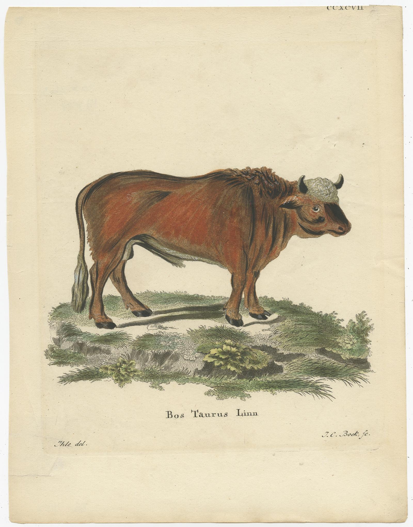 Antique print titled 'Bos Taurus Linn'. 

Copper engraving of a bull (Bos Tauraus). This print originates from 'Die Säugthiere in Abbildungen nach der Natur' by J.C.D. von Schreber. 

Artists and Engravers: Engraved by J.C. Bock. Johann