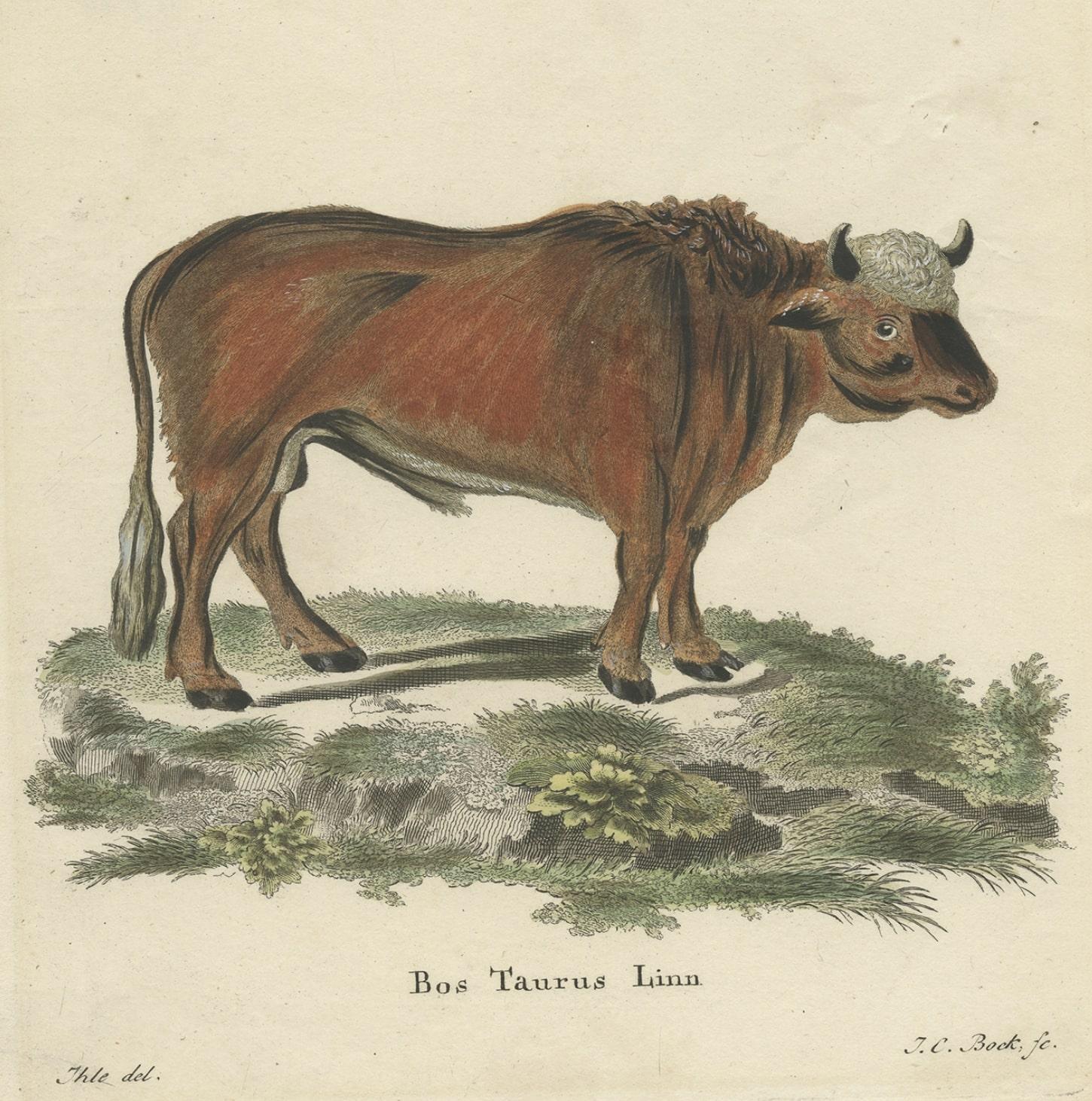 Old Hand-Colored Copper Engraving of a Bull 'Bos Tauraus', ca.1780 In Good Condition In Langweer, NL