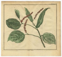 Old Hand-Colored Copper Engraving of a Pepper Branch, 1739