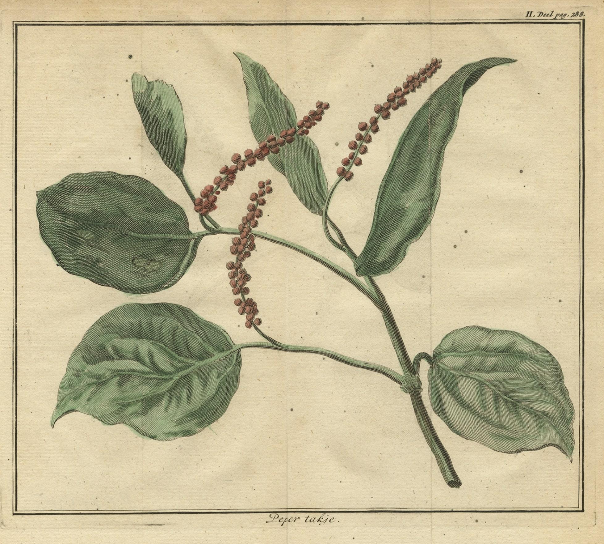 Old Hand-Colored Copper Engraving of a Pepper Branch, 1739 In Good Condition For Sale In Langweer, NL