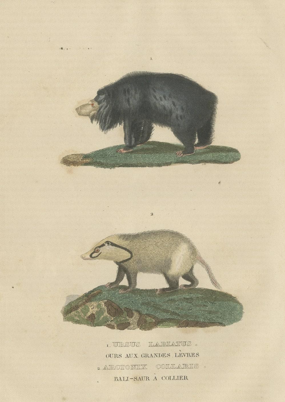 Interesting original rare hand-colored print of two animals, but maybe wrong names have been used at the time.

It seems there might be a mix-up in the species names or terminology provided. Arctonyx collaris refers to the Hog Badger, a mustelid