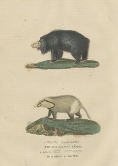 Old Hand-Colored Print of a Big Lipped Bear and Bali-Collared Soar or Hog Badger