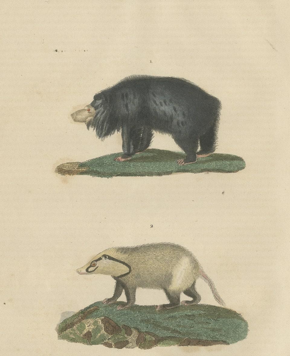 Old Hand-Colored Print of a Big Lipped Bear and Bali-Collared Soar or Hog Badger In Good Condition For Sale In Langweer, NL
