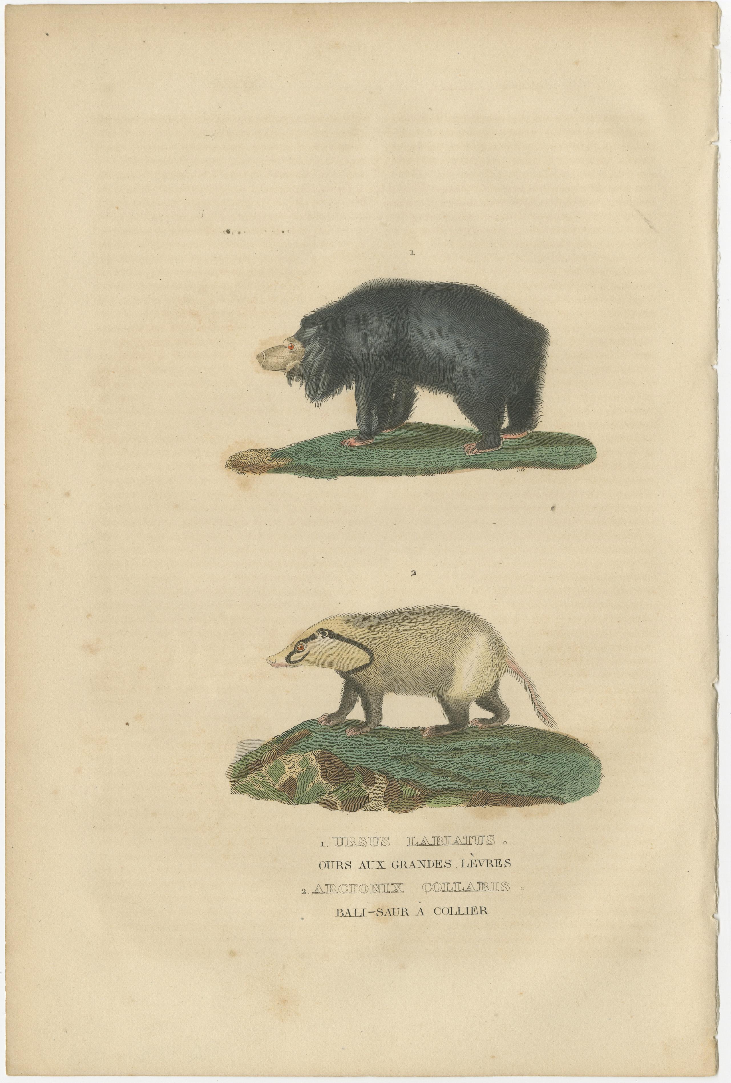 Old Hand-Colored Print of a Big Lipped Bear and Bali-Collared Soar or Hog Badger In Good Condition For Sale In Langweer, NL