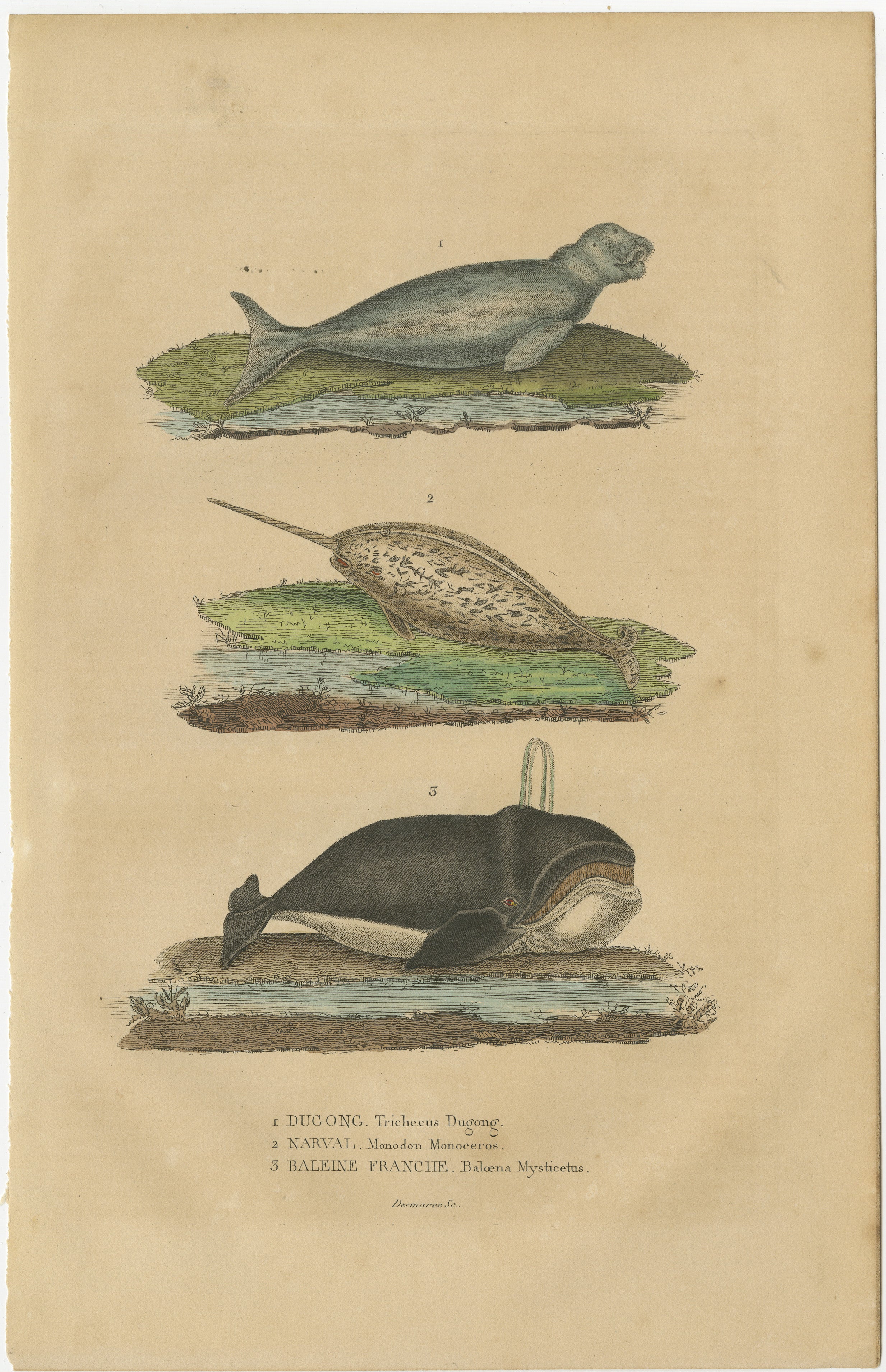 The creatures on this original antique print are: —The Dugong, Narwhal, and Right Whale—They are fascinating marine mammals, each with its unique characteristics and place in the oceans:

1. **Dugong:** Dugongs, also known as 