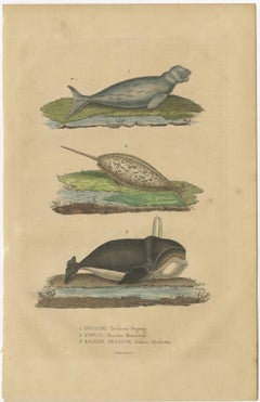 Altes handkoloriertes Druck eines Dugongs, eines Narwhals und eines rechten Wales