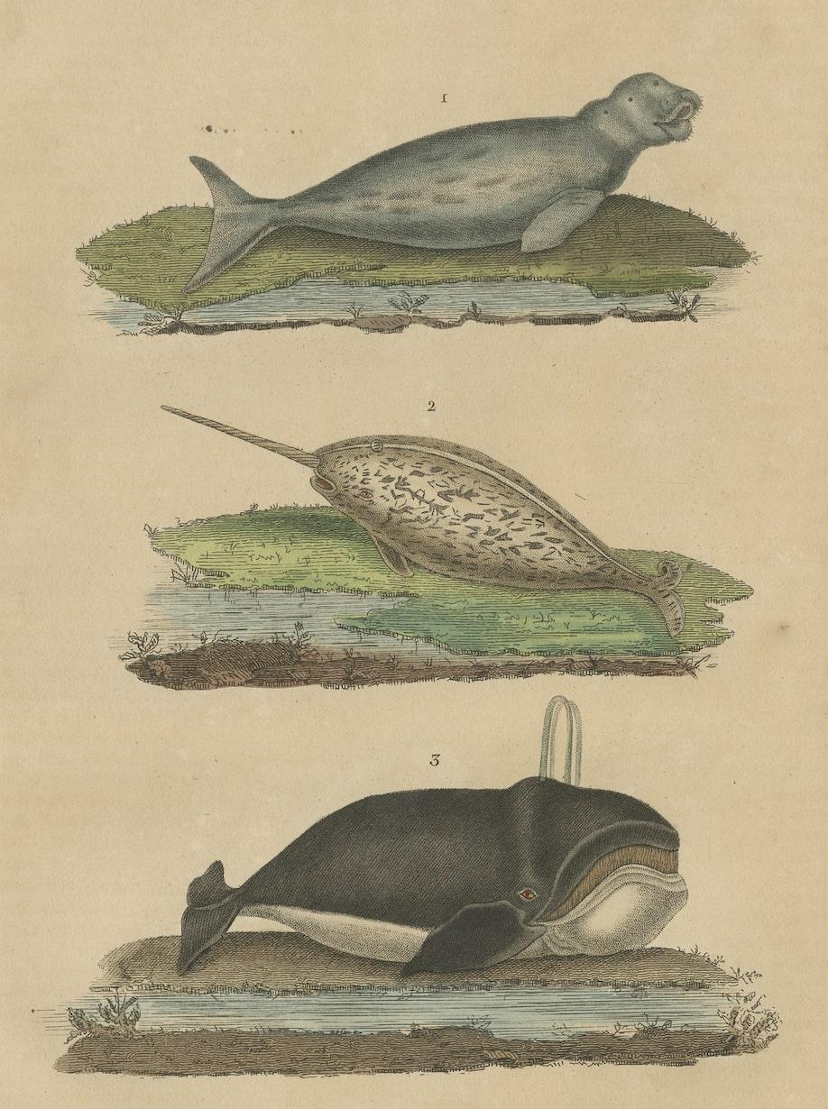 Old Hand-colored Print of a Dugong, a Narwhal and a Right Whale In Fair Condition For Sale In Langweer, NL