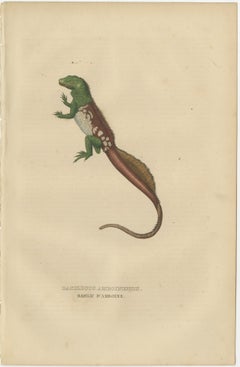 Old Hand-colored Print of a Rare Amboina Sailfin Lizard