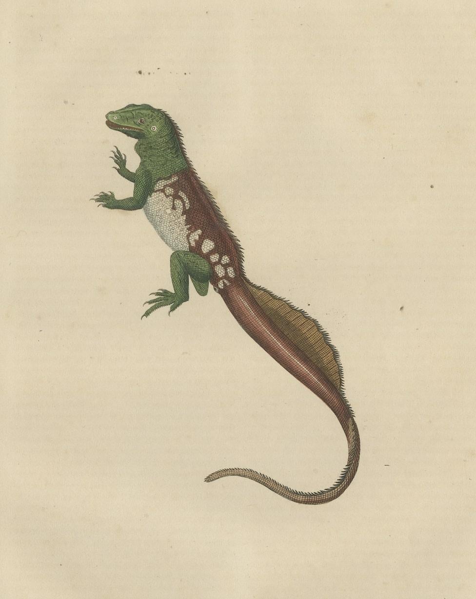 Old Hand-colored Print of a Rare Amboina Sailfin Lizard In Good Condition For Sale In Langweer, NL