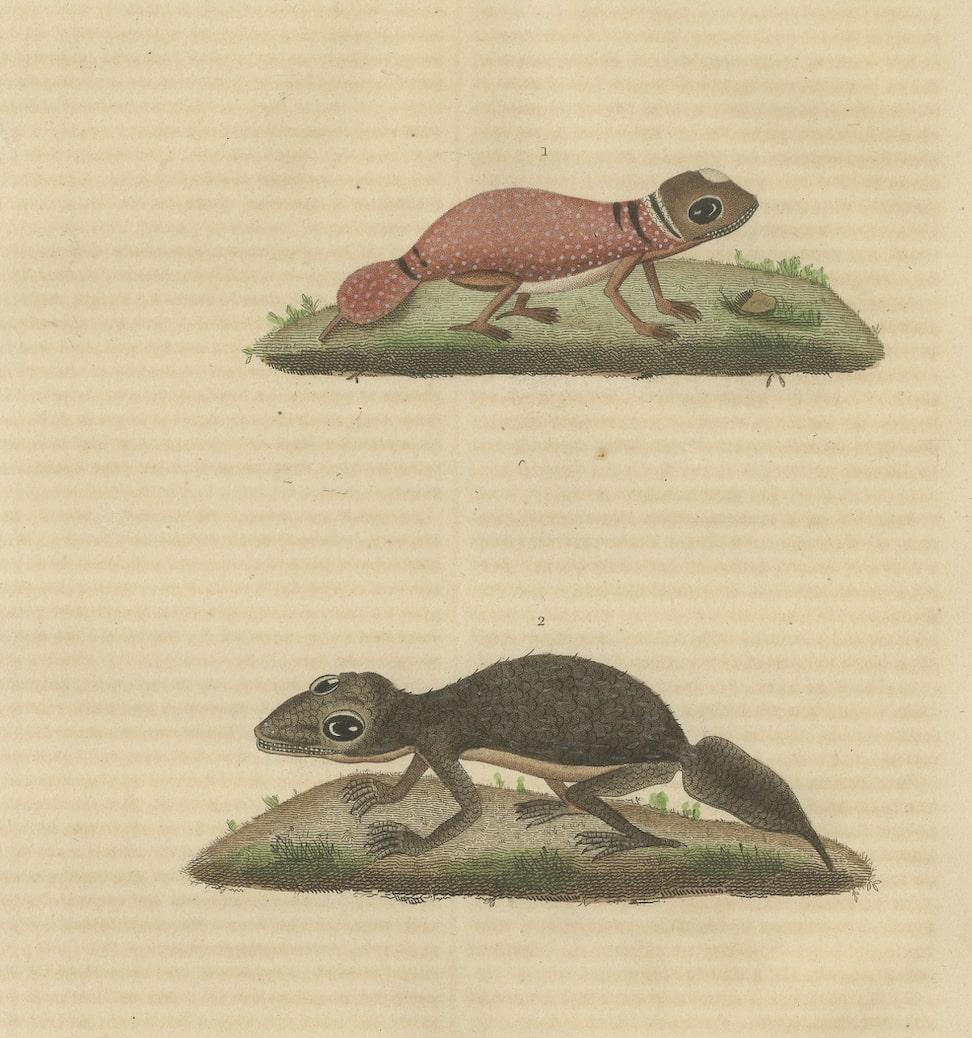 Old Hand-Colored Print of an Australian Thick-tailed Gecko and a Leaftail Gecko In Good Condition For Sale In Langweer, NL