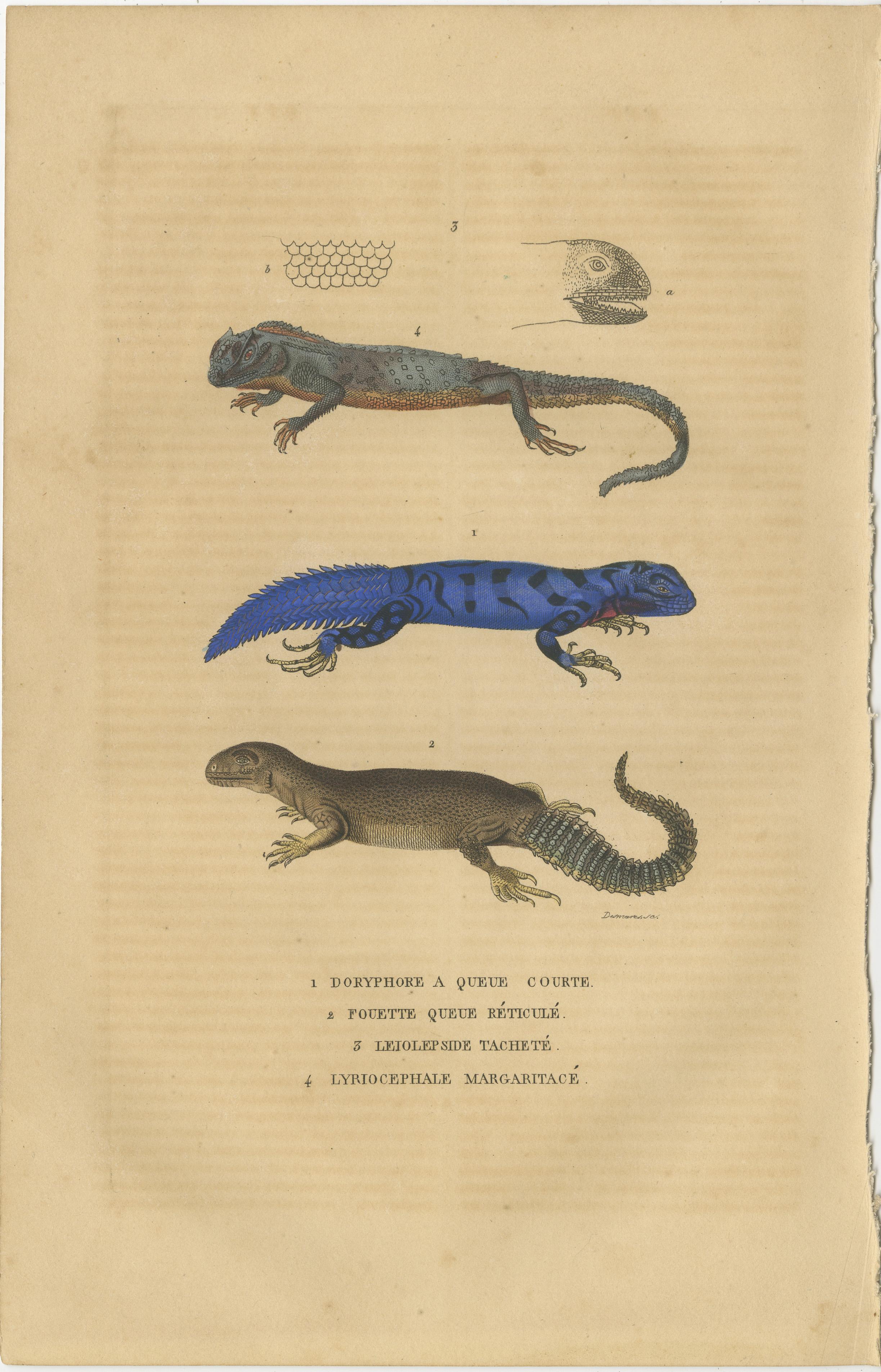 Old Hand-colored Print of Lizard species, Head and Scale In Good Condition For Sale In Langweer, NL