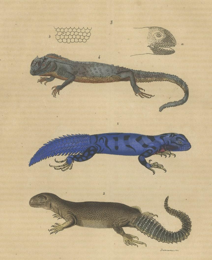 Mid-19th Century Old Hand-colored Print of Lizard species, Head and Scale For Sale