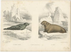 Old Hand-Colored Print of the Common Seal and a Walrus, ca.1860
