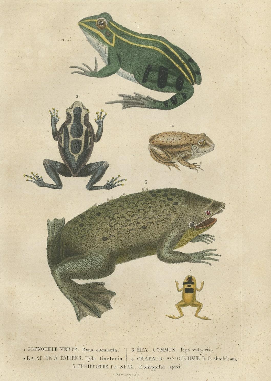 Title: 1. Grenouille verte - Rana esculenta (Green Frog) 2. Rainette a tapiries - Hyla tinctoria (Blue poison-arrow frog from Surinam / Guiana) 3. Pipa commun - Pipa vulgaris (Surinam toad) 4. Crapaud accoucheur - Bufo obtetricans (Bull frog) 5.