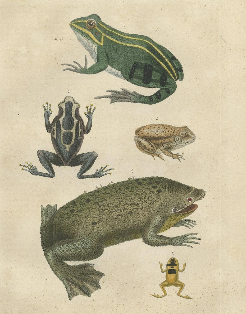 Old Hand-Colored Print Showing Different Frog Species In Fair Condition For Sale In Langweer, NL
