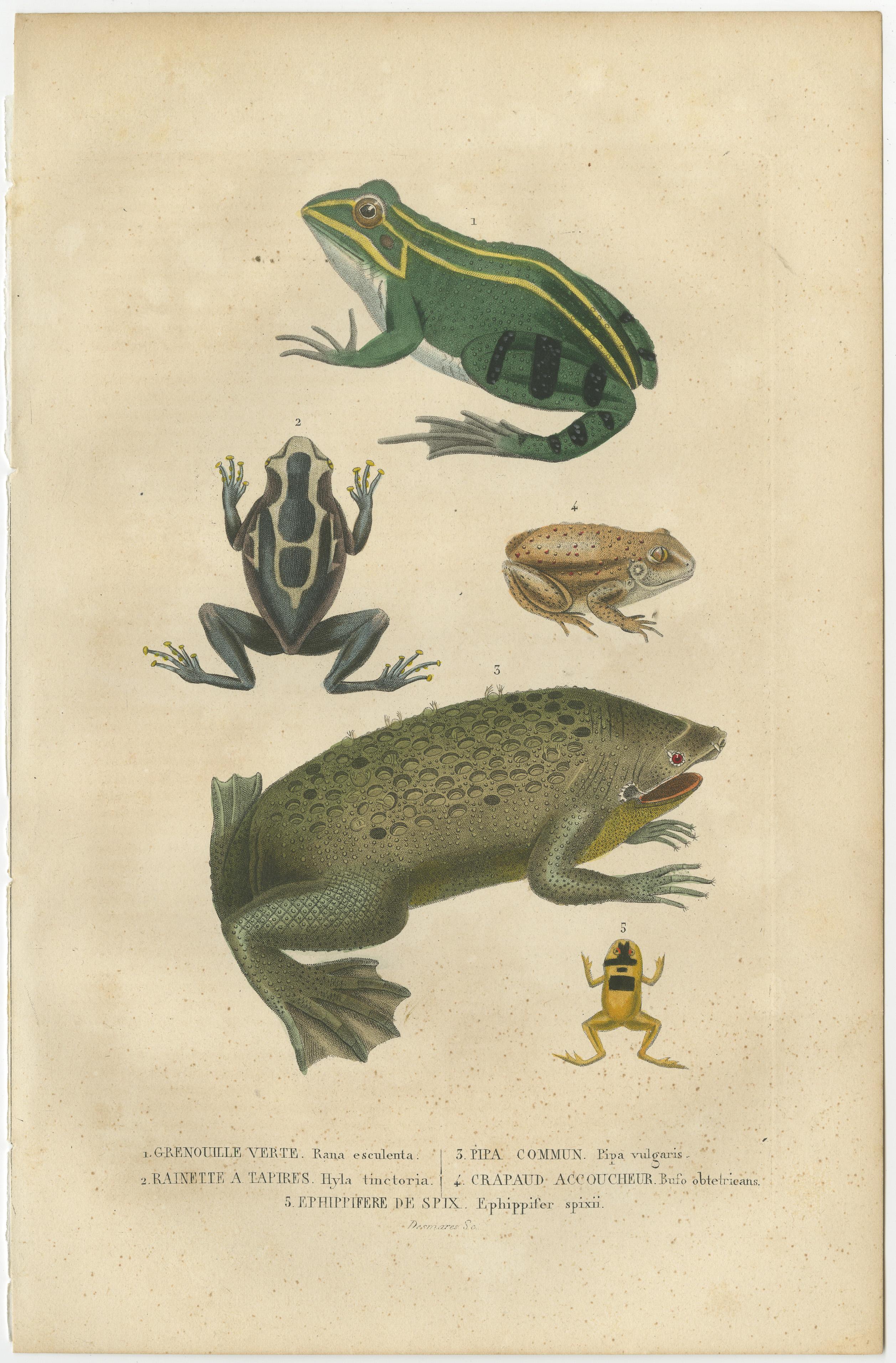 Mid-19th Century Old Hand-Colored Print Showing Different Frog Species For Sale