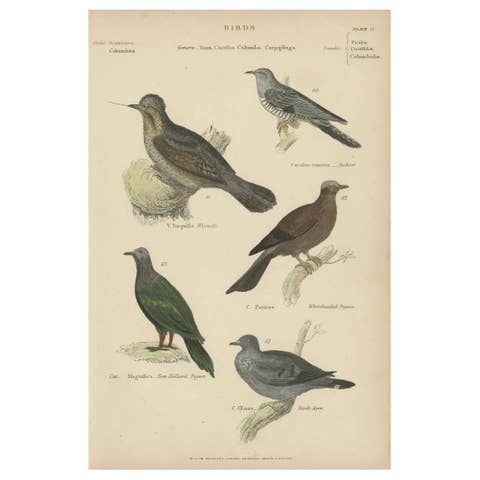 Old Hand-Colored Prints of A Wryneck, Cuckoo, Pigeons and a Stock Dove, ca.1860