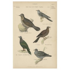 Old Hand-Colored Prints of A Wryneck, Cuckoo, Pigeons and a Stock Dove, ca.1860