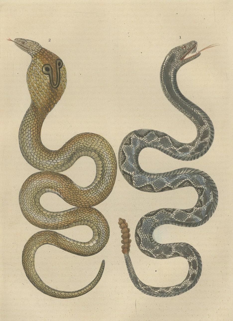 Old Hand-colored Snake Print of a Rattlesnake and a Naïa with Glasses In Good Condition In Langweer, NL